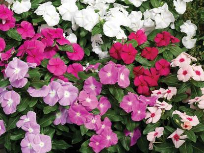 zabbus Vinca Seed Flower Seeds Mix Colour for Home Garden for Home Garden Seed