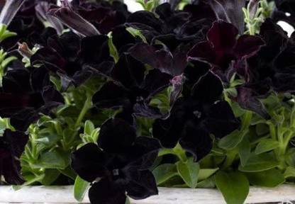 VibeX VVI-4 - Crazytunia Black Mamba Petunia - Rare Find - (60 Seeds) Seed