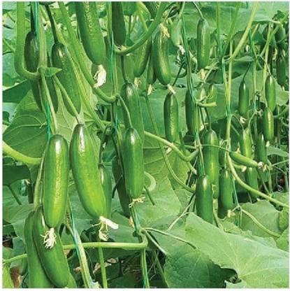 cucumber. F1 hybrid cucumber seeds very good testy highest yield Verity Seed