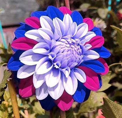 WILLVINE TLX-412 Dinner Plate Dahlia Seeds Seed