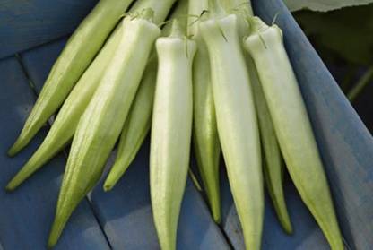 Qualtivate XXX-1A F1 Silver Queen Okra Seeds Seed