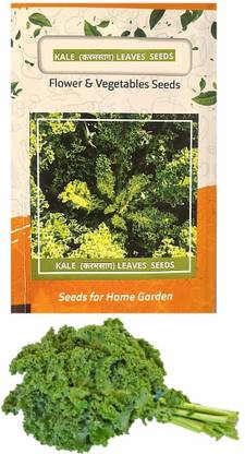 WILLVINE SYN -IV Organic Kale Seeds [5g] Seed