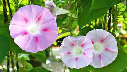 ibains Morning glory seeds Seed