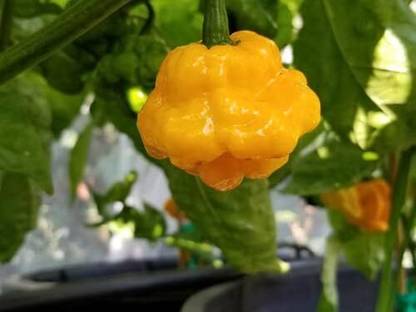 KNESSiN Scotch Bonnet Pepper Seed