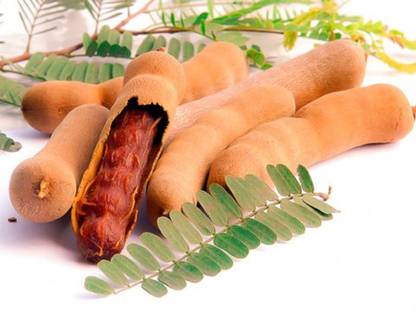 KNESSiN Tamarind Seeds (Tamarindus indica) Seed