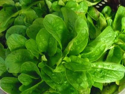 VibeX ® RXI-598 Corn Salad (Mache, Lamb's Lettuce) Seeds Seed