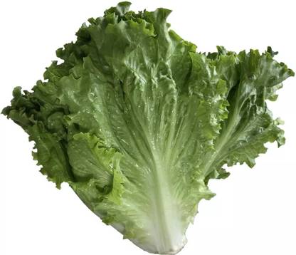 Avysa HIGH QUALITY Lettuce Seed