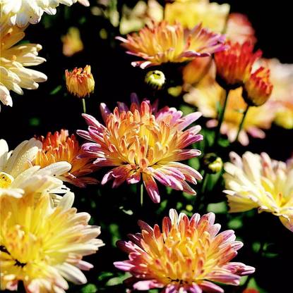 Quentova Marilyn' chrysanthemum-2H-DLX Seed
