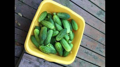Avysa Organic Excelsior F1 Cucumber Seeds-CuC_750 Seed
