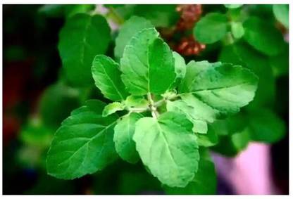 SEEDSART Tulsi Seeds " High Germination Seeds" Fast -Growth /120 Seeds / M837 Seed