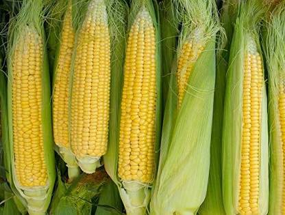 WILLVINE Popcorn Seed