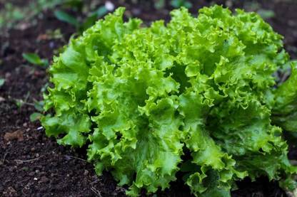 Quentova HIGH QUALITY Lettuce Seed