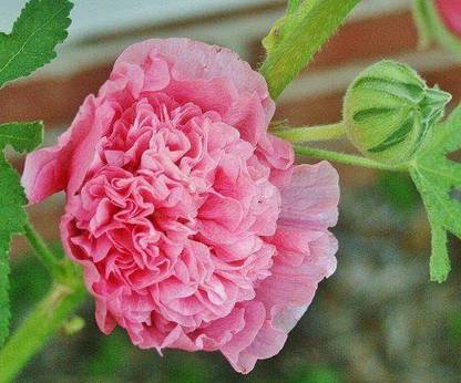 ACCELCROP Hollyhock Carnival Flower Plant Seed