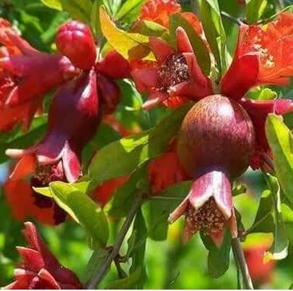 DROXTY POMEGRANATE Seed
