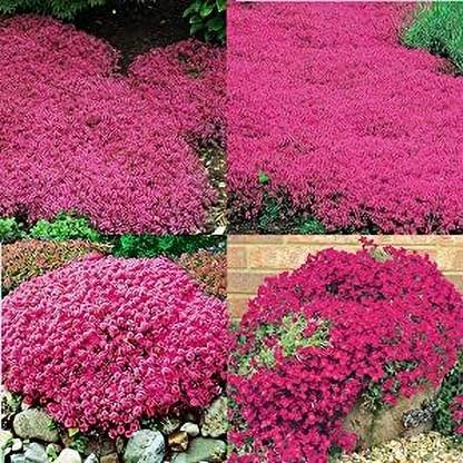 NooElec Seeds India Magic Red Creeping Thyme Seeds for Planting Heirloom Seed