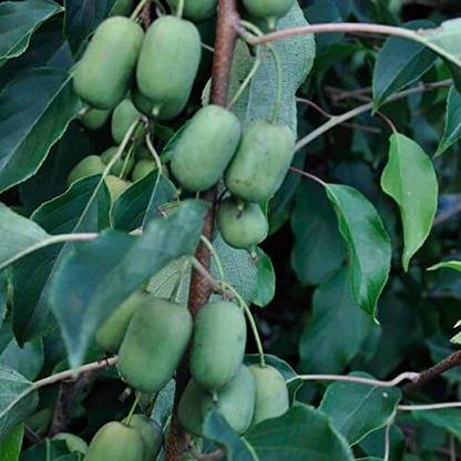 ActrovaX Hardy Kiwi (Actinidia arguta) Rare Cold-Tolerant Kiwi Fruit [3200 Seeds] Seed