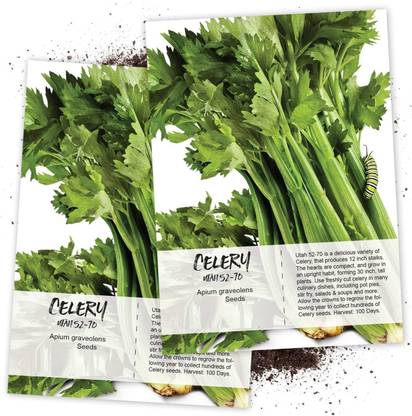 VibeX ® RXI-210 Celery Seed, Utah Tall Seeds Seed