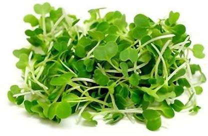 Biosnyg CHOI MICROGR




















EEN Seed