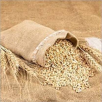 STOKIYA STOKIYA Wheat Seeds, DBW 303 , & Agriculture (Kheti ), Gehu Ka Bheej (25 KG ) Seed