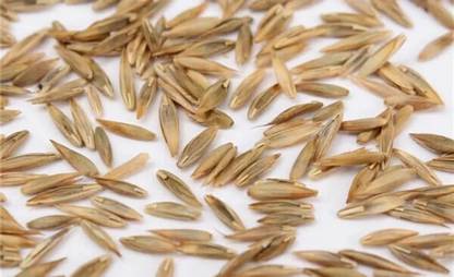 CYBEXIS PAU-79 - Mosquito Repellent Lemon Grass Plant - (750 Seeds) Seed
