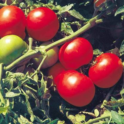 Quentova Tomato Supersonic Seed