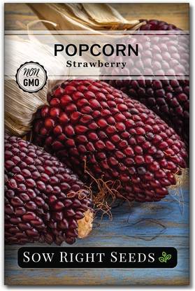 VibeX ® VLR-219 Strawberry Pop corn Seed for Planting Seed