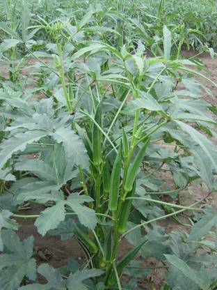 Lorvox Ladyfinger Green Okra (Bhindi/Bhendi) Seed