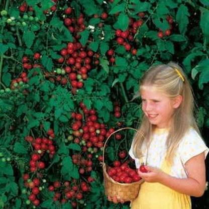 Qualtivate XXX-3A Sweet Million Hybrid Tomato Seed