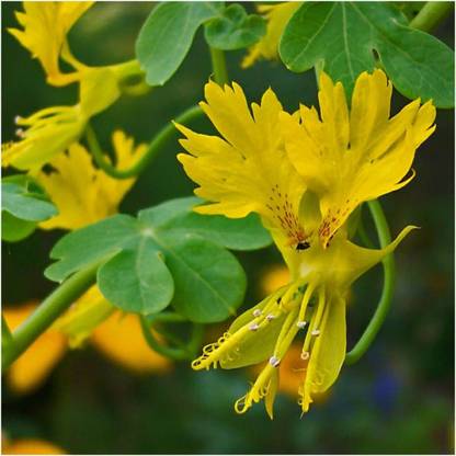 Biosnyg VIQ-67 Canary Creeper Nasturtium (Tropaeolum peregrinum)-[50 Seeds] Seed