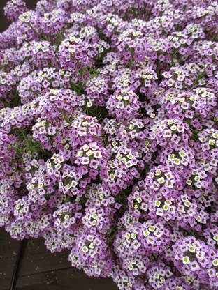 Mozette Exotic sweet allysum Seed
