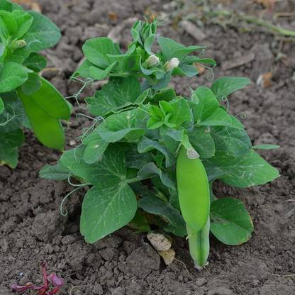 CYBEXIS NDIR-85 - Tom Thumb Pea - (100 Seeds) Seed