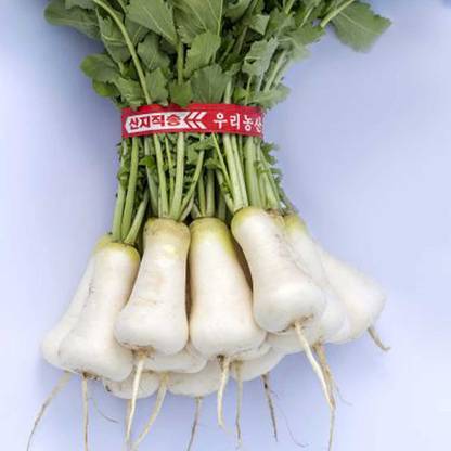 WILLVINE KGF -295 Radish Seeds - Korean - Cheong Du Seed