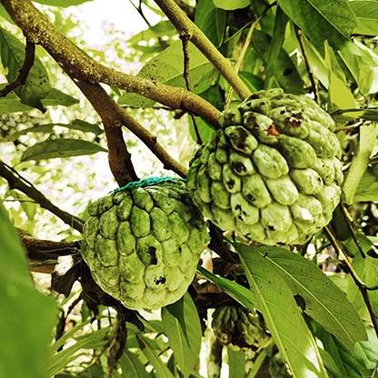MAA Custard Apple, sitafal, sitaphal Seed