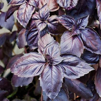 Mozette Organic basil purple herb Seed