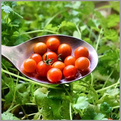 WILLVINE Spoon Tomato (World's Smallest Tomato) [10g, 3000 Seeds] Seed