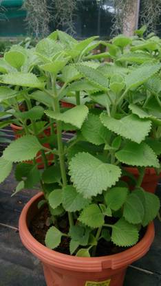 ASPEN Karpooravalli | Omavalli | Panikoorka Plant | Not a Seed