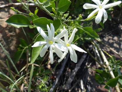 ASPEN Nithya Malli | Ulantha Malli Live Plant | Not a Seed