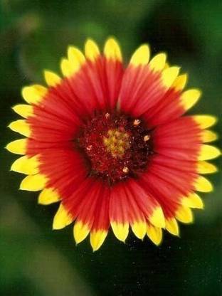 Quentova Gaillardia Indian Blanket Nice Garden Flower Seed