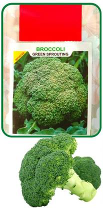 CYBEXIS LX-47 - Gypsy Broccoli - (150 Seeds) Seed