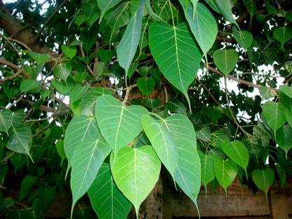 Greenwill Peepal Tree (Ficus religiosa) or sacred fig Tree Seed