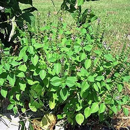 MAA Holy Basil, Tulsi, Tulasi Seed