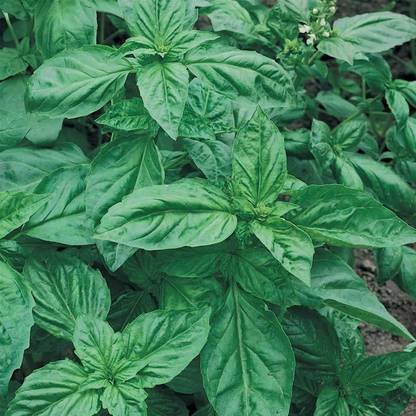 Biosnyg Genovese Basil Seeds-[250 Seeds] Seed
