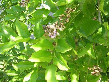 EasySeeds Pongamia, Karanja, Indian Beech, Millettia pinnata Seed