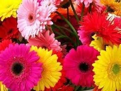 Lorvox Gerbera Seed