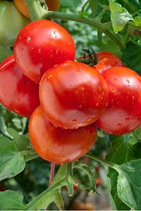 CYBEXIS Arka Vardan Tomato Variety2000 Seeds Seed