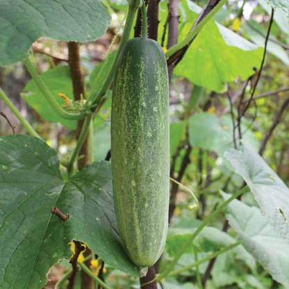SREE Cucumber Seed, Original Hybird, Sasha, Cucumber Seed