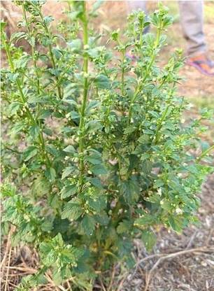Amy's Dried Mithi Patti/Kallurukki/Scoparia Dulcis Healthy Plant- Stone breaker Seed