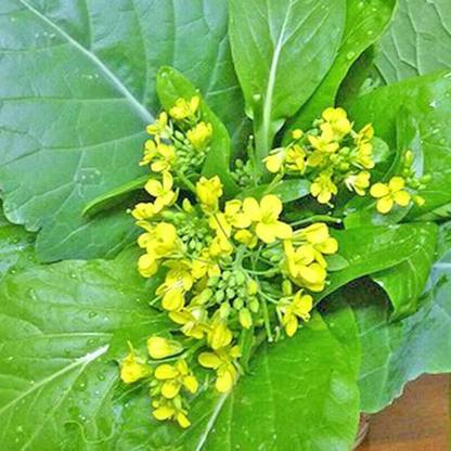 CYBEXIS PAU-62 - Mustard Yu Choy Sum - (250 Seeds) Seed