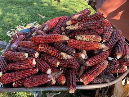 VibeX GBPUT-44 - Jimmy Red Corn - (2250 Seeds) Seed