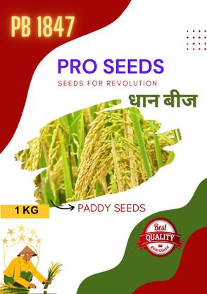 PRO SEEDS PADDY PUSA BASMATI PB 1847 Seed